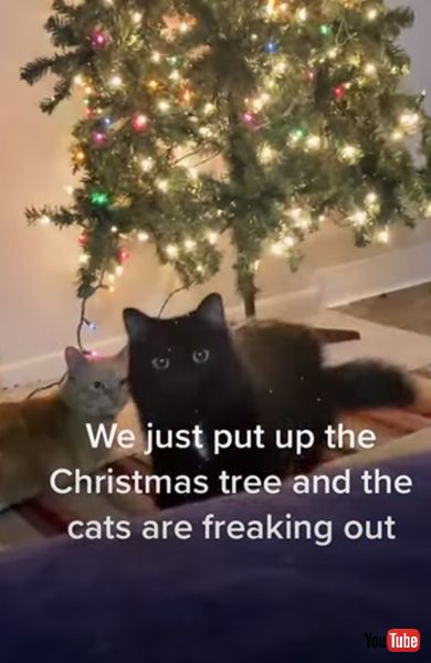 問い詰める猫の画像