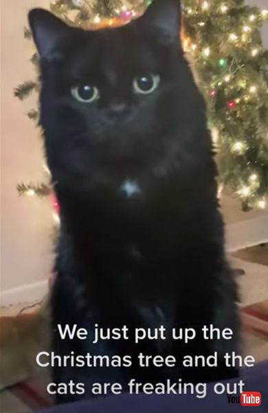 問い詰める猫の画像