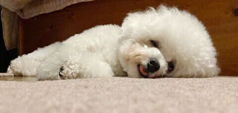 家族写真 カメラ目線 タル ビション