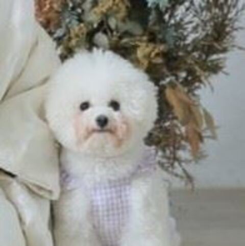 家族写真 カメラ目線 タル ビション