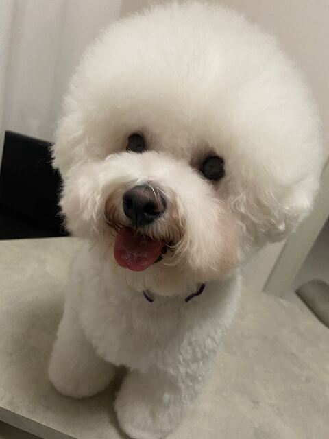 家族写真 カメラ目線 タル ビション