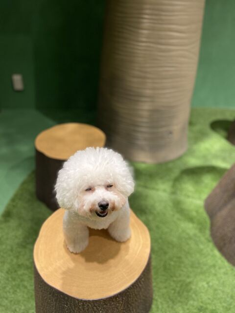 家族写真 カメラ目線 タル ビション