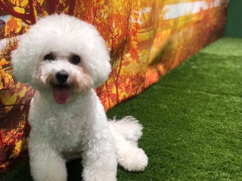 家族写真 カメラ目線 タル ビション