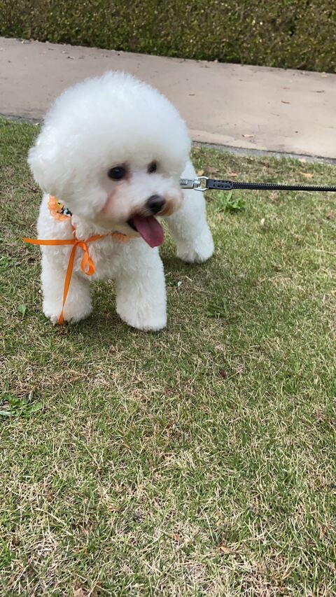 家族写真 カメラ目線 タル ビション