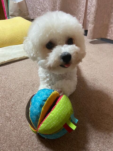 家族写真 カメラ目線 タル ビション