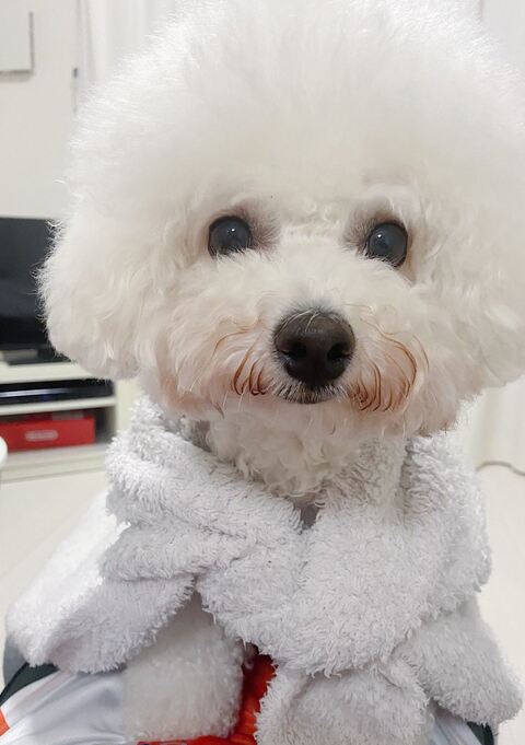 家族写真 カメラ目線 タル ビション