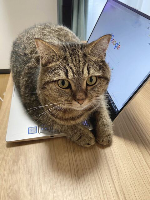 どんぐりくん PC　マンチカン　猫 あたたまる