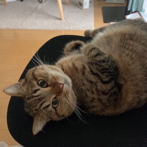 どんぐりくん PC　マンチカン　猫 あたたまる