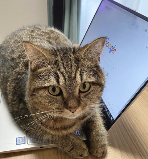 どんぐりくん PC　マンチカン　猫 あたたまる