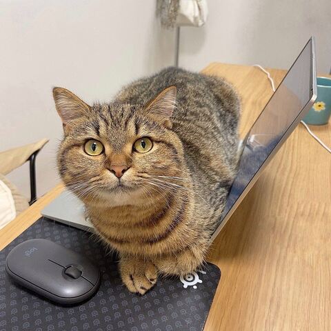 どんぐりくん PC　マンチカン　猫 あたたまる