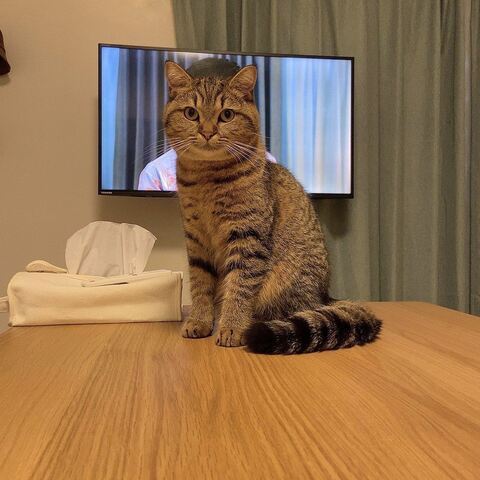 どんぐりくん PC　マンチカン　猫 あたたまる