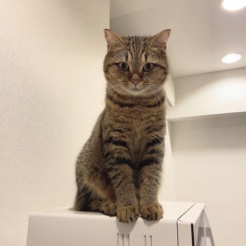 どんぐりくん PC　マンチカン　猫 あたたまる