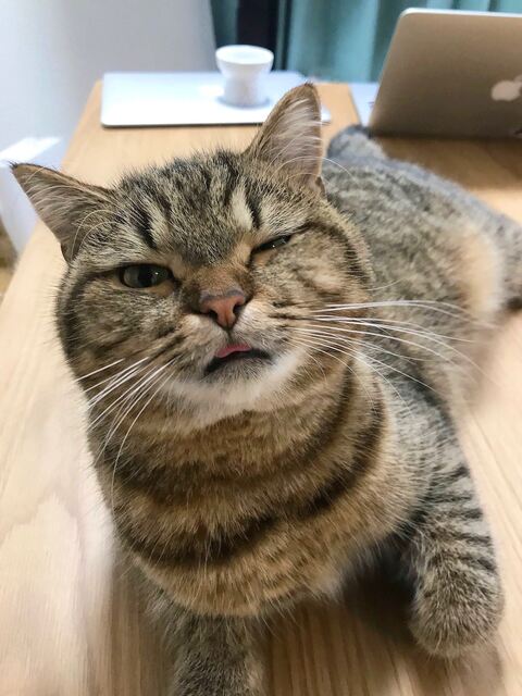 どんぐりくん PC　マンチカン　猫 あたたまる