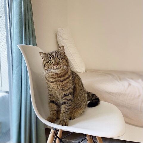 どんぐりくん PC　マンチカン　猫 あたたまる