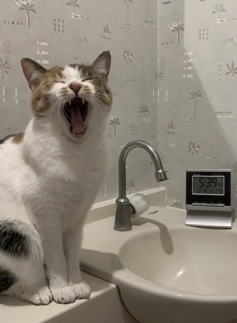 猫 お水ちゃん 牛ちゃん 三毛猫 ハチワレ