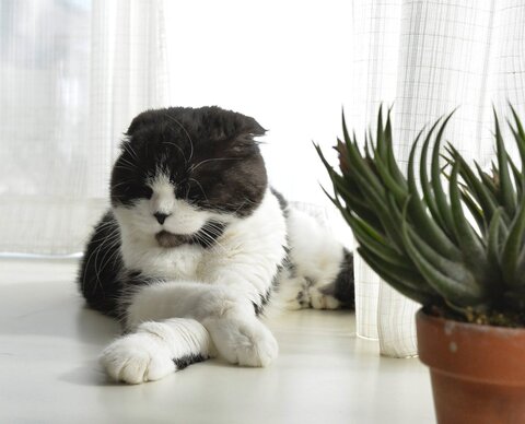 猫 お水ちゃん 牛ちゃん 三毛猫 ハチワレ