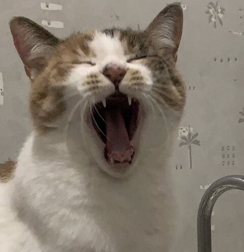 猫 お水ちゃん 牛ちゃん 三毛猫 ハチワレ