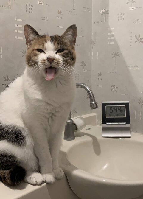 猫 お水ちゃん 牛ちゃん 三毛猫 ハチワレ