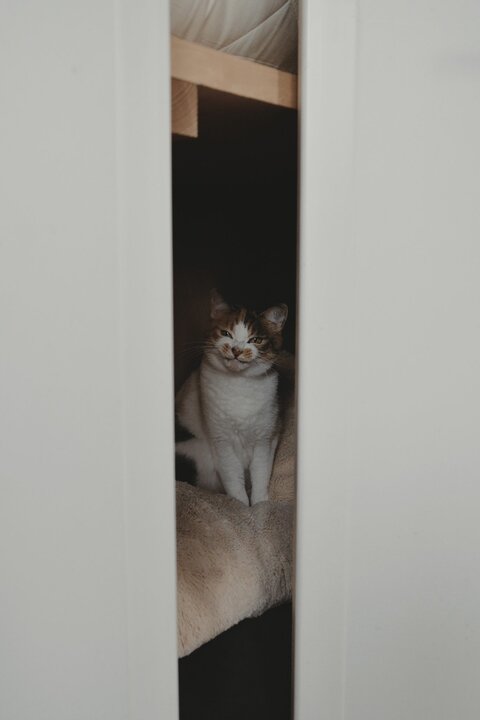 猫 お水ちゃん 牛ちゃん 三毛猫 ハチワレ