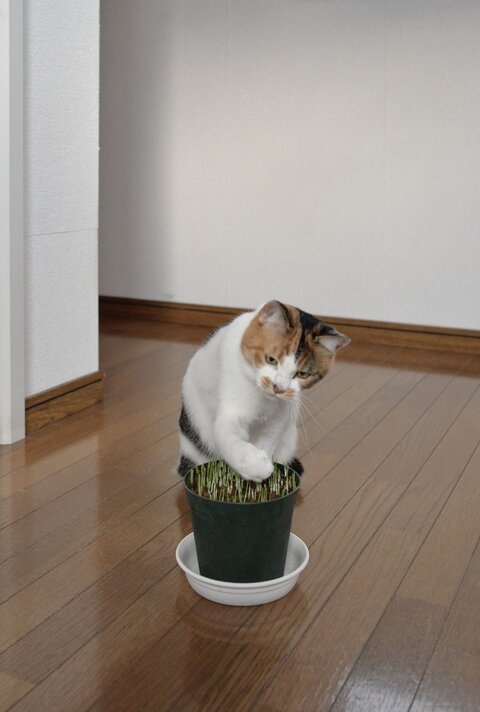 猫 お水ちゃん 牛ちゃん 三毛猫 ハチワレ