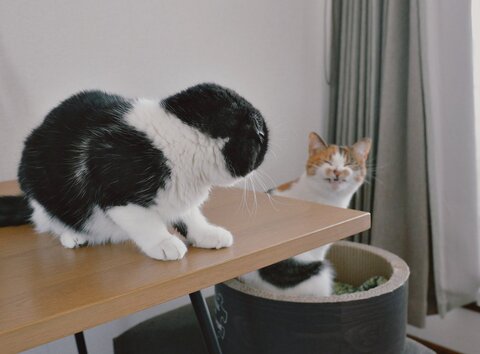 猫 お水ちゃん 牛ちゃん 三毛猫 ハチワレ