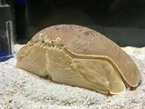 マルソデカラッパ