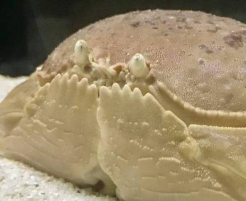 カラッパ カニの仲間 マルソデカラッパ （*´艸`）　面白　海　生き物