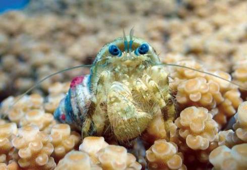 カラッパ カニの仲間 マルソデカラッパ （*´艸`）　面白　海　生き物