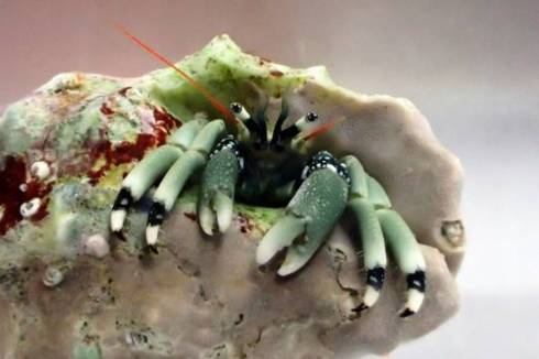 カラッパ カニの仲間 マルソデカラッパ （*´艸`）　面白　海　生き物