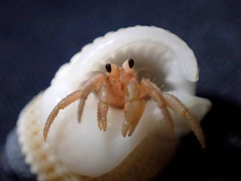 カラッパ カニの仲間 マルソデカラッパ （*´艸`）　面白　海　生き物