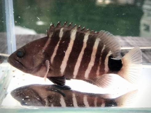 カラッパ カニの仲間 マルソデカラッパ （*´艸`）　面白　海　生き物