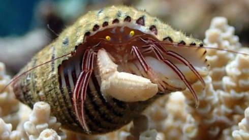 カラッパ カニの仲間 マルソデカラッパ （*´艸`）　面白　海　生き物