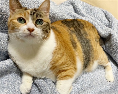 寒がり菊ちゃん 漫画 無料 猫 ほっこり おばあちゃん 猫