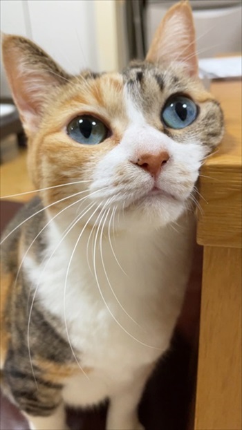 寒がり菊ちゃん 漫画 無料 猫 ほっこり おばあちゃん 猫