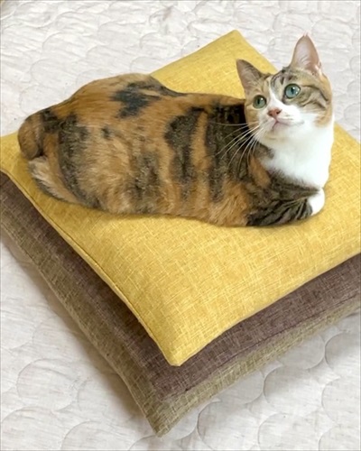 寒がり菊ちゃん 漫画 無料 猫 ほっこり おばあちゃん 猫