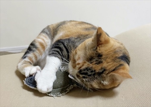 寒がり菊ちゃん