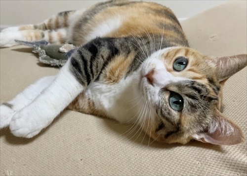 寒がり菊ちゃん