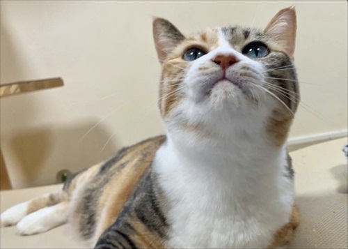 寒がり菊ちゃん