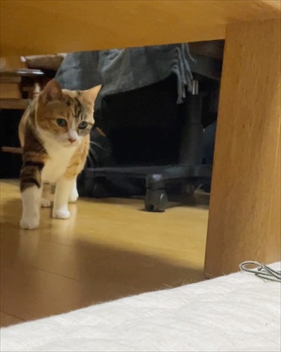 寒がり菊ちゃん 漫画 無料 猫 ほっこり おばあちゃん 猫