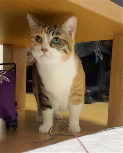 寒がり菊ちゃん 漫画 無料 猫 ほっこり おばあちゃん 猫