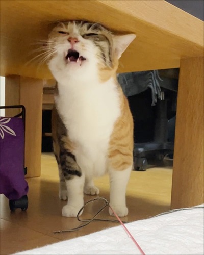 寒がり菊ちゃん