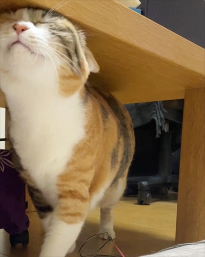 寒がり菊ちゃん 漫画 無料 猫 ほっこり おばあちゃん 猫