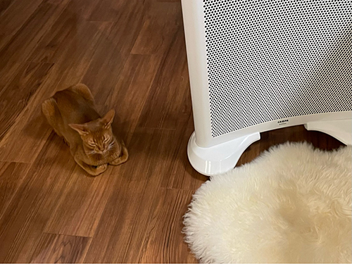 香箱座り ひな子 下手 との男 猫 手の甲