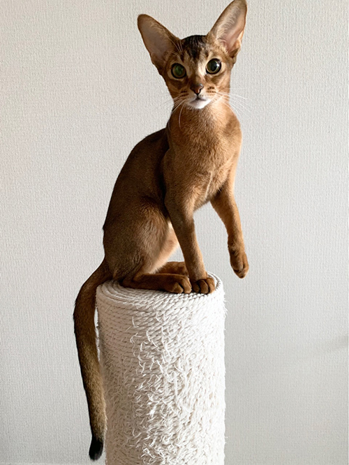 香箱座り ひな子 下手 との男 猫 手の甲