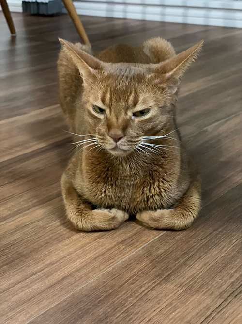 おすすめ