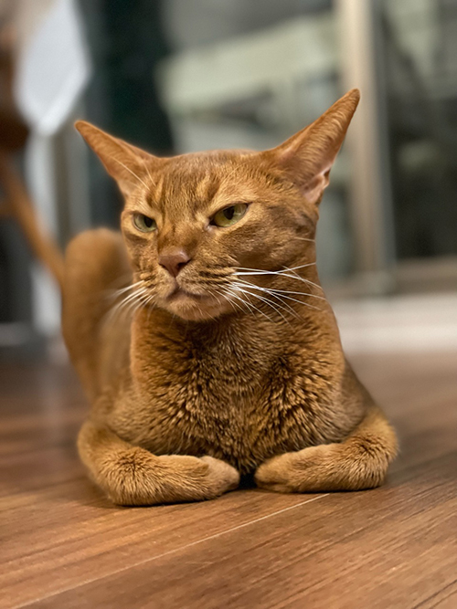 香箱座り ひな子 下手 との男 猫 手の甲