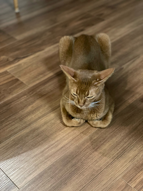 香箱座り ひな子 下手 との男 猫 手の甲