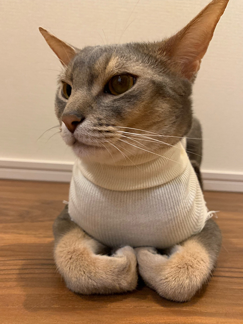 香箱座り ひな子 下手 との男 猫 手の甲