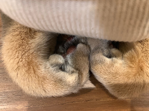 香箱座り ひな子 下手 との男 猫 手の甲