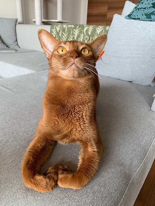 香箱座り ひな子 下手 との男 猫 手の甲